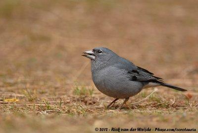 Tenerife Blue ChaffinchFringilla teydea