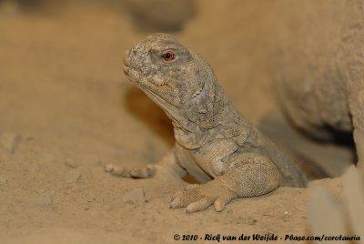 Leptien's Spiny-Tailed Lizard  (Leptiens Doornstaartagame)