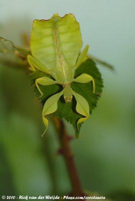 Leaf InsectPhyllium siccifolium