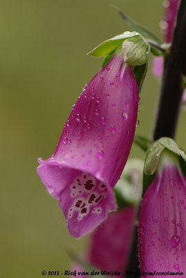 Common FoxgloveDigitalis purpurea purpurea