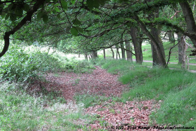 Open forest