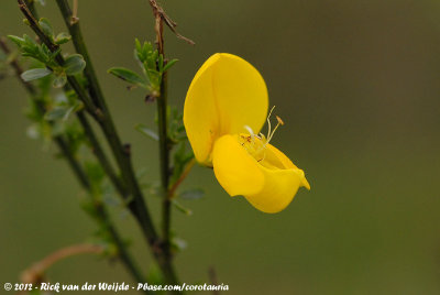 Common BroomCytisus scoparius