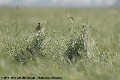 Meadow PipitAnthus pratensis