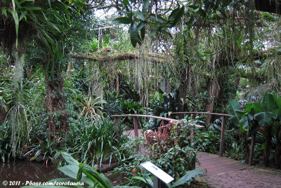 The Orchid Greenhouse