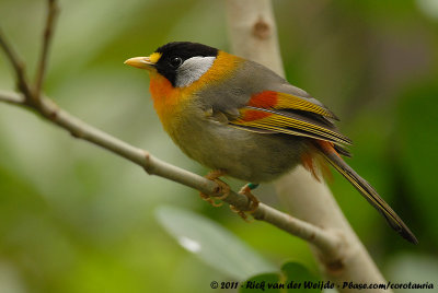 Silver-Eared Mesia  (Zilveroortimalia)