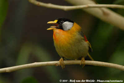 Silver-Eared MesiaLeiothrix argentauris ssp.