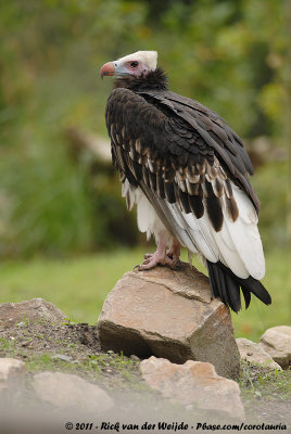 White-Headed VultureTrigonoceps occipitalis