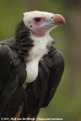 White-Headed VultureTrigonoceps occipitalis