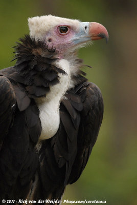 White-Headed VultureTrigonoceps occipitalis