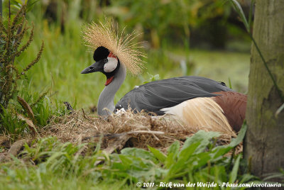 Grey Crowned CraneBalearica regulorum regulorum