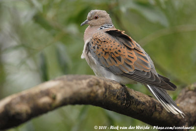 European Turtle-Dove  (Zomertortel)