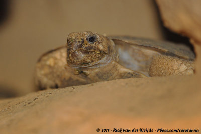 Pancake Tortoise  (Spleetschildpad)