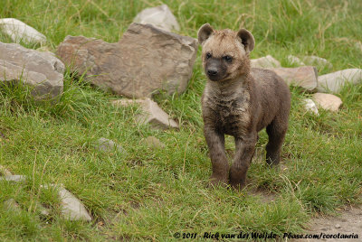 Spotted HyenaCrocuta crocuta ssp.