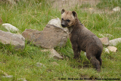 Spotted HyenaCrocuta crocuta ssp.