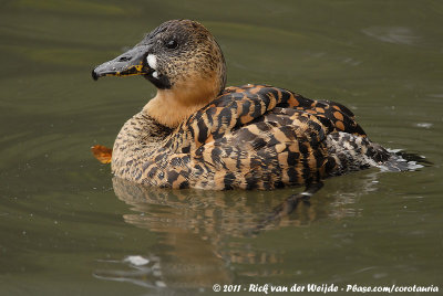 African White-Backed Duck  (Witrugeend)