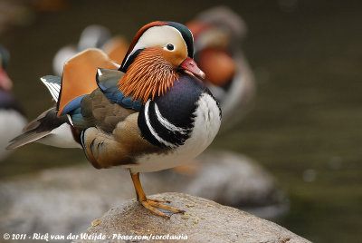 Mandarin Duck  (Mandarijneend)