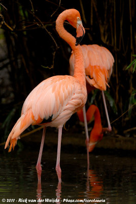 American FlamingoPhoenicopterus ruber