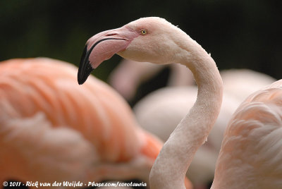 Greater FlamingoPhoenicopterus roseus