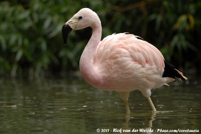 Andean Flamingo  (Andesflamingo)