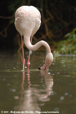 Greater FlamingoPhoenicopterus roseus