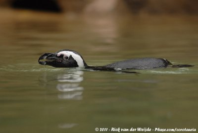 African Penguin  (Zwartvoetpingun)