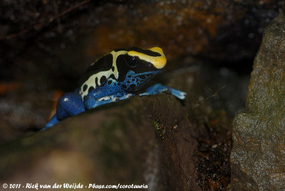 Dyeing Poison Dart Frog  (Schilderspijlgifkikker)