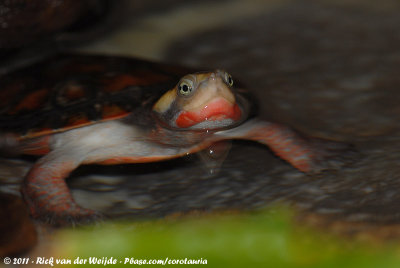 Red-Bellied Short-Necked Turtle  (Spitskopschildpad)