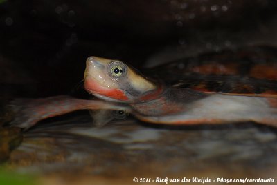 Red-Bellied Short-Necked TurtleEmydura subglobosa