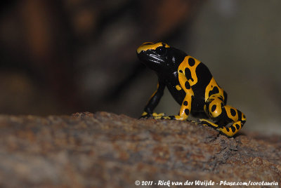 Yellow-Banded Poison Dart Frog  (Bijenpijlgifkikker)