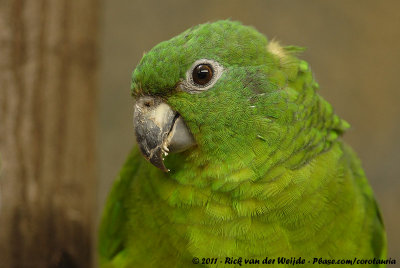 Black-Billed Amazon  (Jamaica-Amazone)