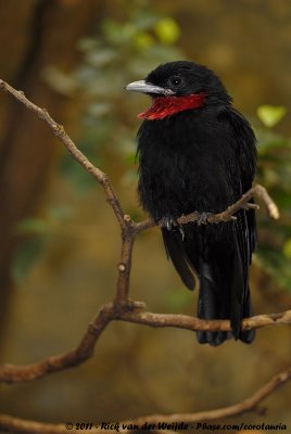 Purple-Throated FruitcrowQuerula purpurata