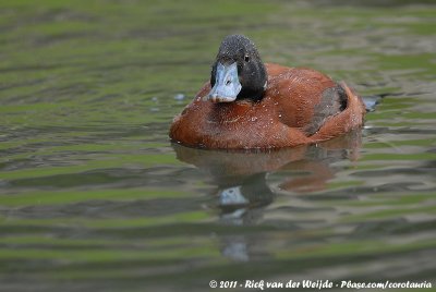 Argentine Ruddy Duck  (Argentijnse Stekelstaart)