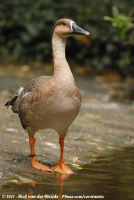 Swan GooseAnser cygnoides