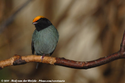 Blue ManakinChiroxiphia caudata