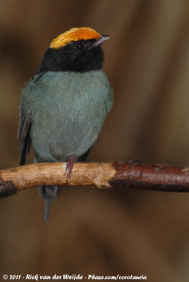 Blue ManakinChiroxiphia caudata