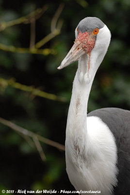 Wattled CraneBugeranus carunculatus