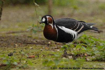 Red-Breasted Goose  (Roodhalsgans)