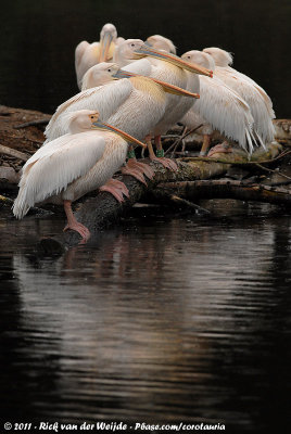 Great White Pelican  (Roze Pelikaan)