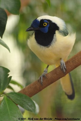 Inca JayCyanocorax yncas ssp.