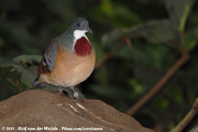 Mindanao Bleeding-HeartGallicolumba crinigera crinigera