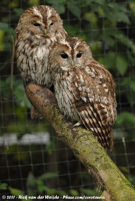 Tawny Owl<br><i>Strix aluco ssp.</i>