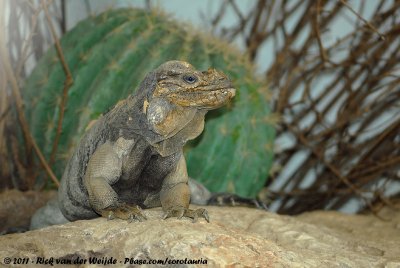 Rhinoceros IguanaCyclura cornuta cornuta