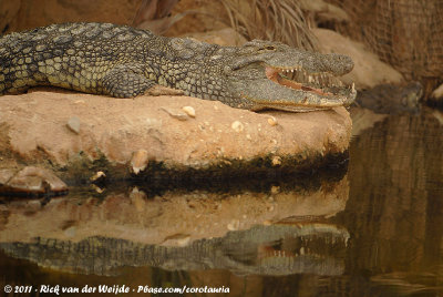 Nile CrocodileCrocodylus niloticus ssp.