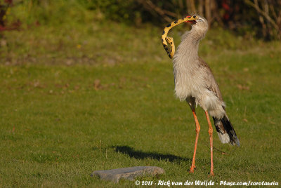 Red-Legged SeriemaCariama cristata