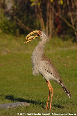 Red-Legged Seriema<br><i>Cariama cristata</i>