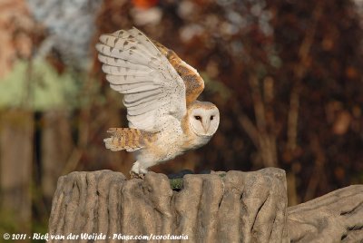 Barn OwlTyto alba guttata