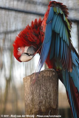 Red-And-Green MacawAra chloropterus