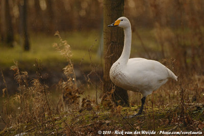 December 30, 2011: Landgoed Hoenderdaell (NL)