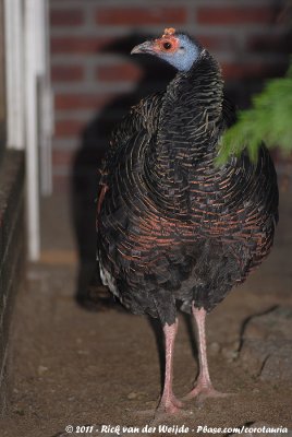 Occelated Turkey  (Pauwkalkoen)