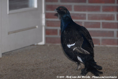 Black Grouse  (Korhoen)